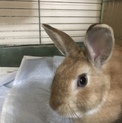 成人うさぎ
