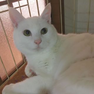 真っ白綺麗な女の子