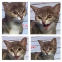 飼い主探してます。人懐っこく甘えん坊です。