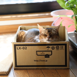 段ボール箱争奪戦勃発