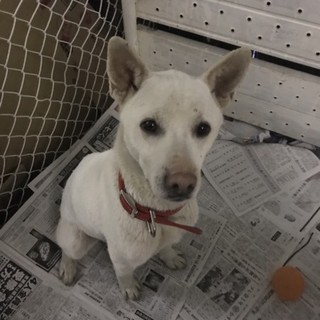 里親決定。元気いっぱいのバレンタインくん