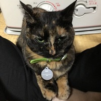ゆず