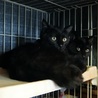 黒猫女の子ちょっとシャイ サムネイル3