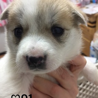 ♡９１ 里親さん募集です(^^)