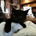 なれなれの黒猫男の子