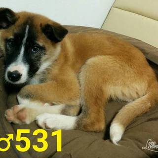 ♂５３１里親さん募集です(^^)