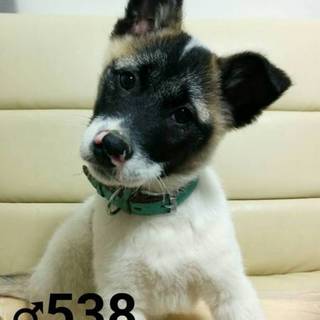 ♂５３８里親さん募集です(^-^)