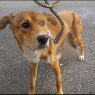 里親様決定しました✨✨