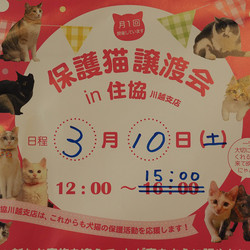 保護猫譲渡会in住協 川越支店 12:00〜15:00
