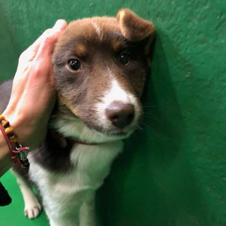 緊急‼️命に期限がつけられました(T-T)動画あり