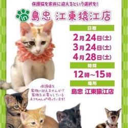 ネコちゃん譲渡会in島忠 江東猿江店