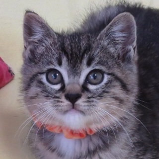 3/11銀座★ぺぺくん★コロコロちびっ子2