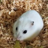 ハムスターの里親を探しています！ サムネイル2