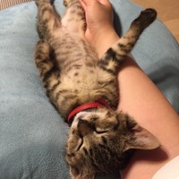 波留ジュニア