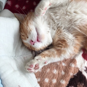 良く寝て良く遊ぶ寝方がたまらんねー