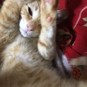 私の中で世界一可愛い猫です。
