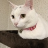 にこ