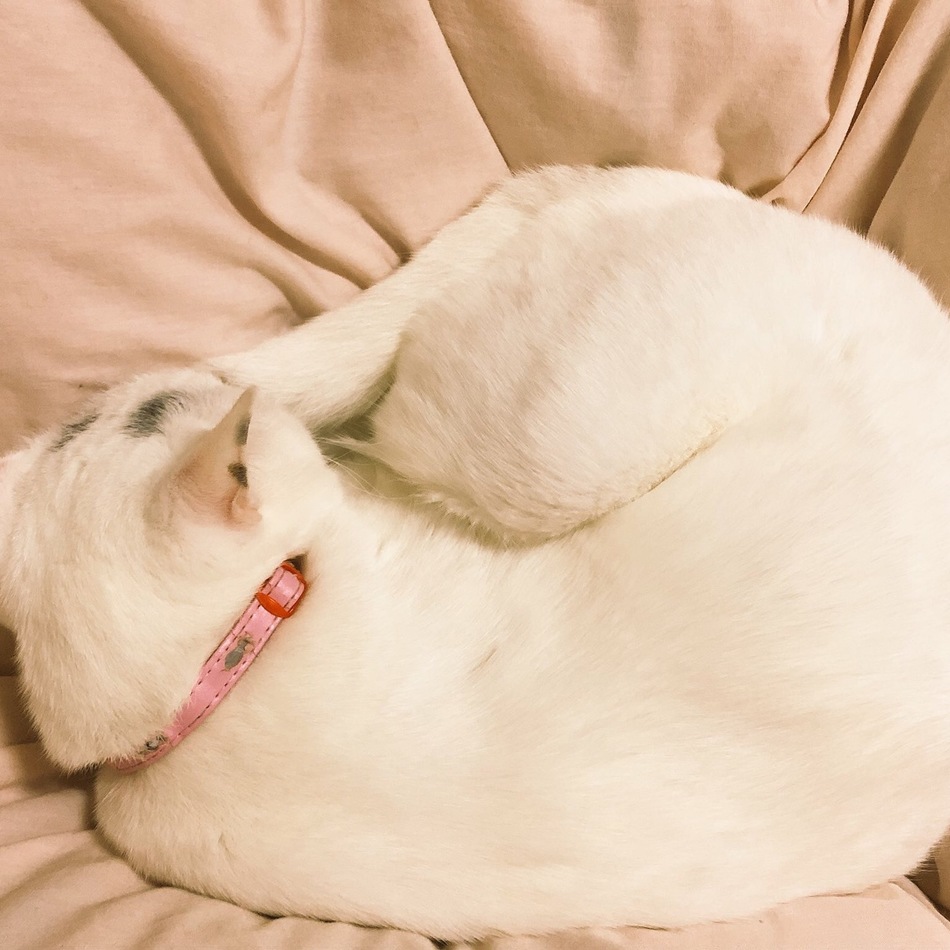 にこのカバー写真