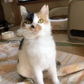 人懐っこい三毛猫の女の子です、里親決定しました！