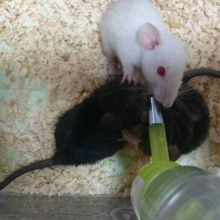 ファンシーラット