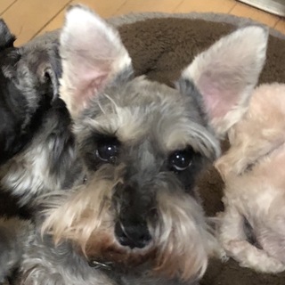 甘えたで控えめな可愛い女の子♪