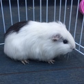 モルモット