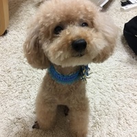ヨーゼフ