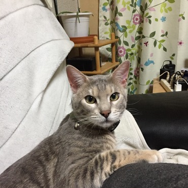 良い子ぶってる！