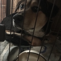 吾郎