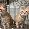 【兄弟猫の新しい優しい飼い主さん募集中】
