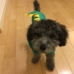 恐竜犬かな？