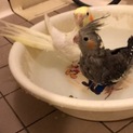 オカメインコ二匹可愛いがってくださる方