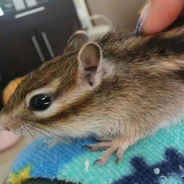 大好きなstitchタオルの上でまったりグー助♡