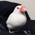 ☆白文鳥オス☆