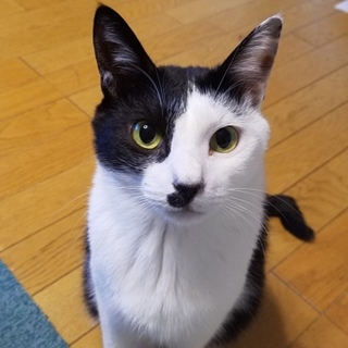 美猫♪ラムネ君