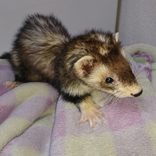 <都内渡し>マーシャルフェレットの里親募集