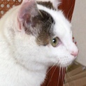 おっぽが可愛い白の子猫です