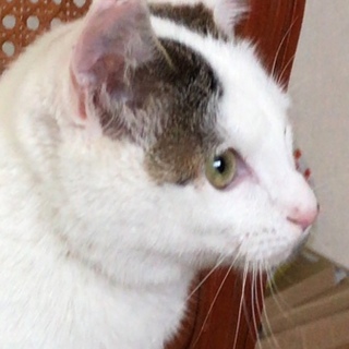 おっぽが可愛い白の子猫です