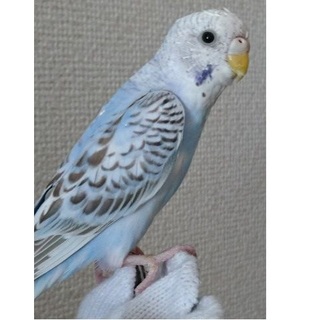 セキセインコ　５カ月　メス