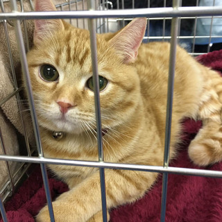 ☆白血病キャリアの立ち耳スコ☆レオくん♪