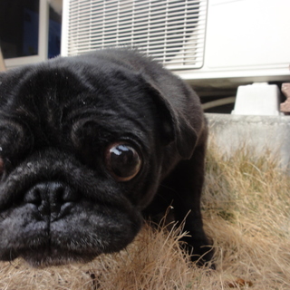元気な黒パグです