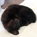子猫の里親さん募集中です！