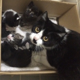 子育てを立派にやり遂げて母猫 