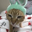人間大好き茶トラちゃん