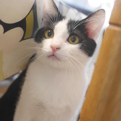 ＊子猫〜成猫里親会＊