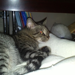 15歳、元気なおばあちゃん猫、里親さん募集中