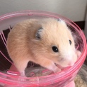 ハムスター(キンクマ)の里親さん募集中です