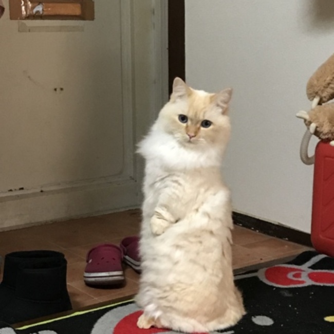 あい★みるくのカバー写真
