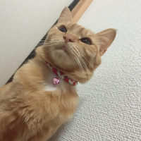 ショコラ