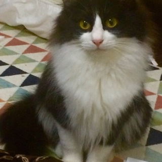 里親様決まりました！ ありがとうございました。